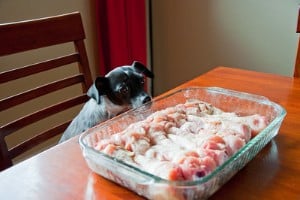 A dog sitting on a chair in front of a table with a tray of chicken on it. 