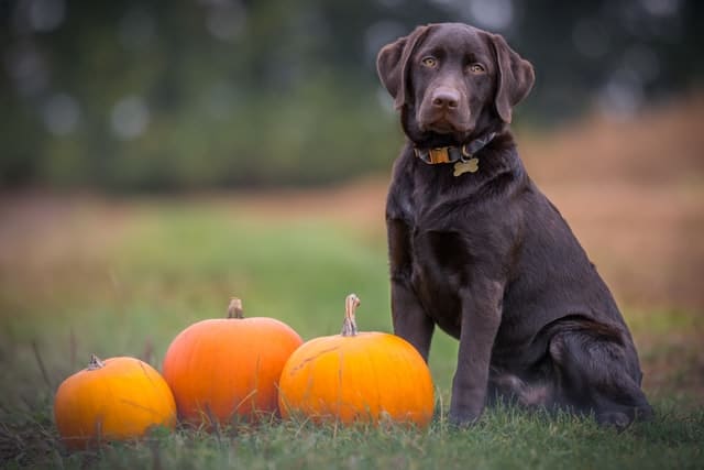 is raw pumpkin good for dogs