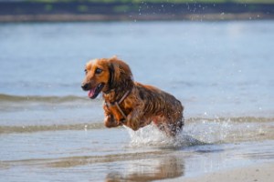 long body dogs