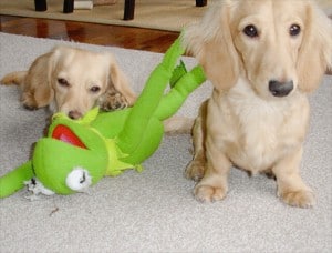 my dog ate a frog and is vomiting