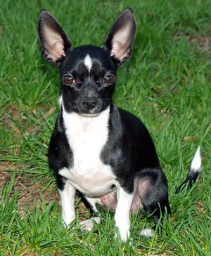 Black Chihuahuas can have white chests