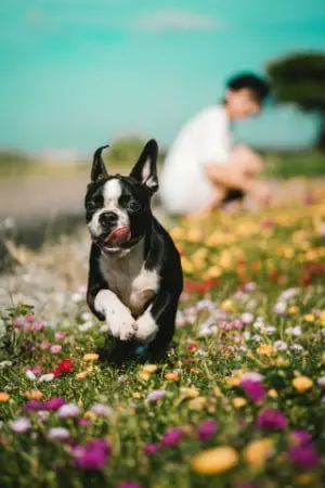 Boston Terriers have white chests
