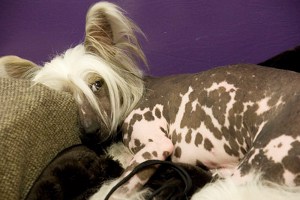 Chinese Crested dogs have spots on their skin