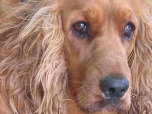 Cocker Spaniels have hairy ears