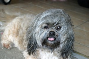 Lhasa Apsos have hairy ears