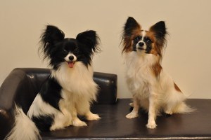 Papillon dogs have hairy ears