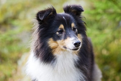 Shelties have an overbite