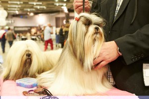 Shih Tzus have hairy ears