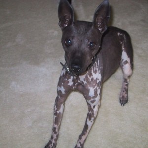 american hairless terrier has spotty skin
