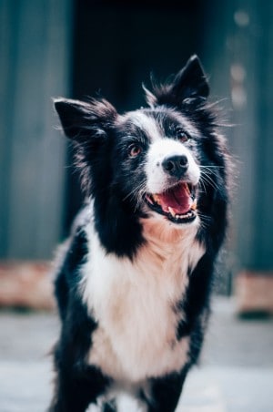 border collies have white chests 1