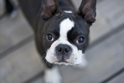 boston terriers have square heads