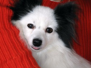 breeds of dogs with hairy ears