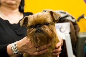 brussel griffons have square heads
