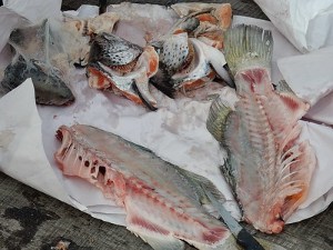 can dogs eat raw fish bones