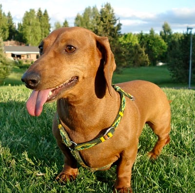 daschunds have an overbite