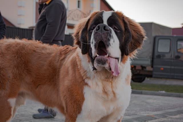 dog breeds bigger than wolves