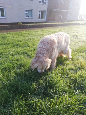 dog breeds with wavy hair on their back