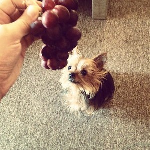 dogs eat red grapes