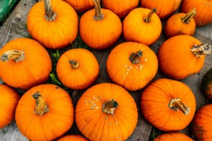 too much pumpkin for dogs