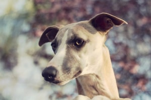 whippets overbite