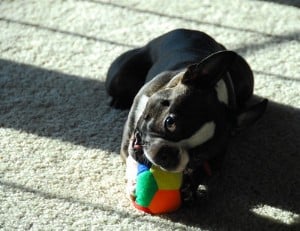 Boston Terrier Bite Force
