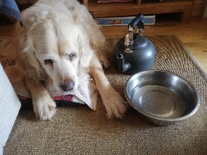 Can dogs drink warm water 1