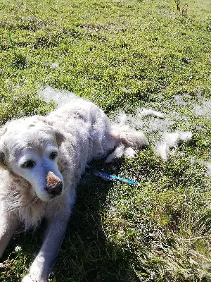A Golden Retriever surrounded by her own fur after being brushed
