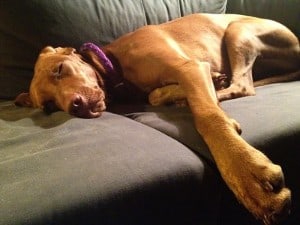 A Vizsla lying on a couch dreaming