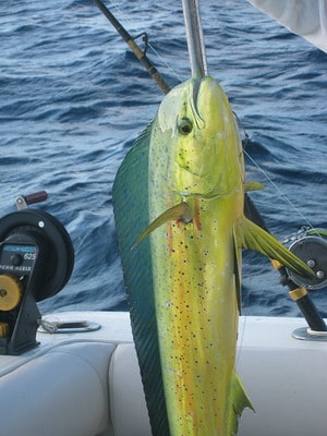 can my dog eat mahi mahi