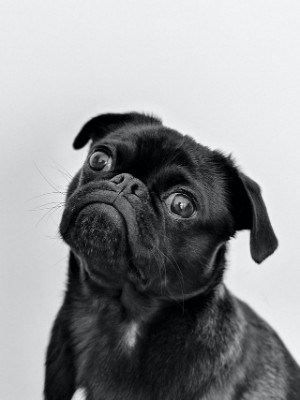 can pugs have down syndrome