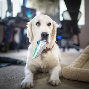 does dog toothpaste