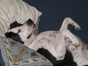 how much do pitbulls sleep
