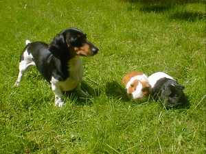 my dog ate my guinea pig 1