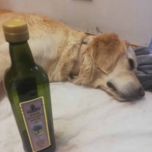 Can Dogs Have Vegetable Oil? What Should I Do If My Dog Ate Vegetable Oil?