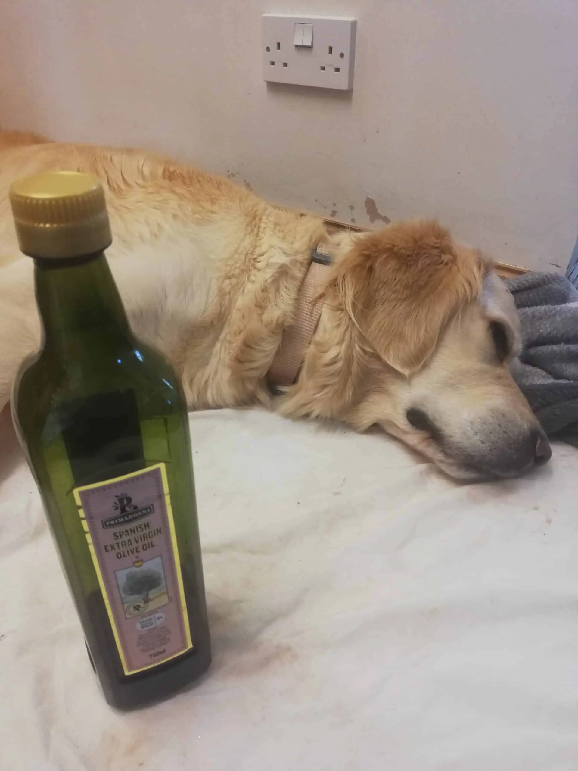 A golden retriever laying down with a bottle of vegetable oil next to her