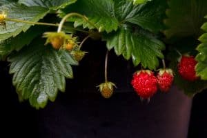 Are strawberry leaves poisinous to dogs