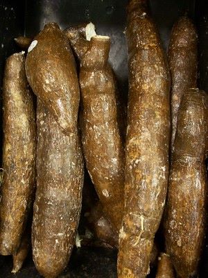 Is cassava safe for dogs to eat
