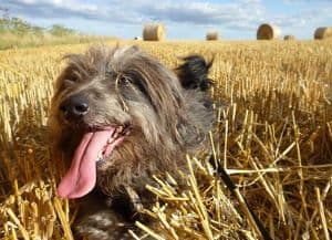Is straw bad for dogs