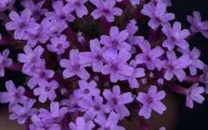 Is verbena poisonous to dogs