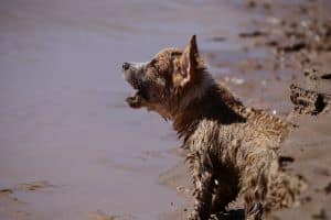 Why do dogs gag when they bark
