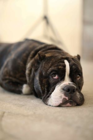 Why Do My Dog's Eyes Roll Back When Sleeping? - Quality Dog Resources