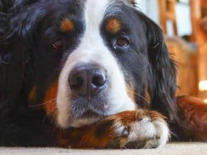 bernese mountain dogs have spots eyebrows