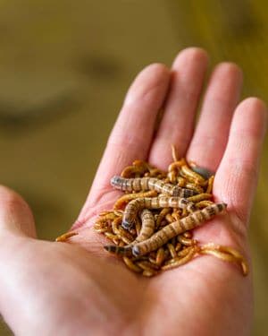 can dogs eat mealworms