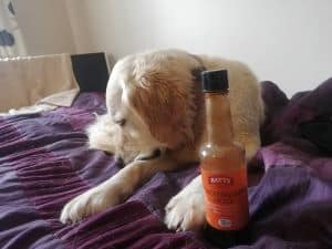 can dogs eat worcestershire sauce