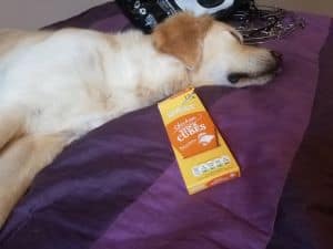 can dogs have chicken stock cubes