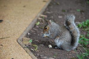can my dog eat a squirrel
