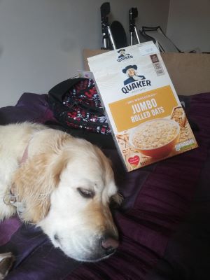 can puppies eat oatmeal