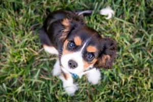 do dogs eyes grow