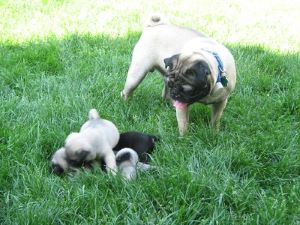 do male dogs eat their puppies