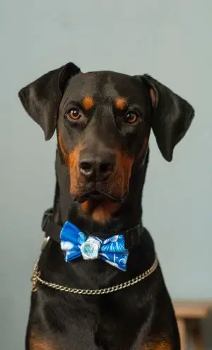 dobermans have brown eyebrows